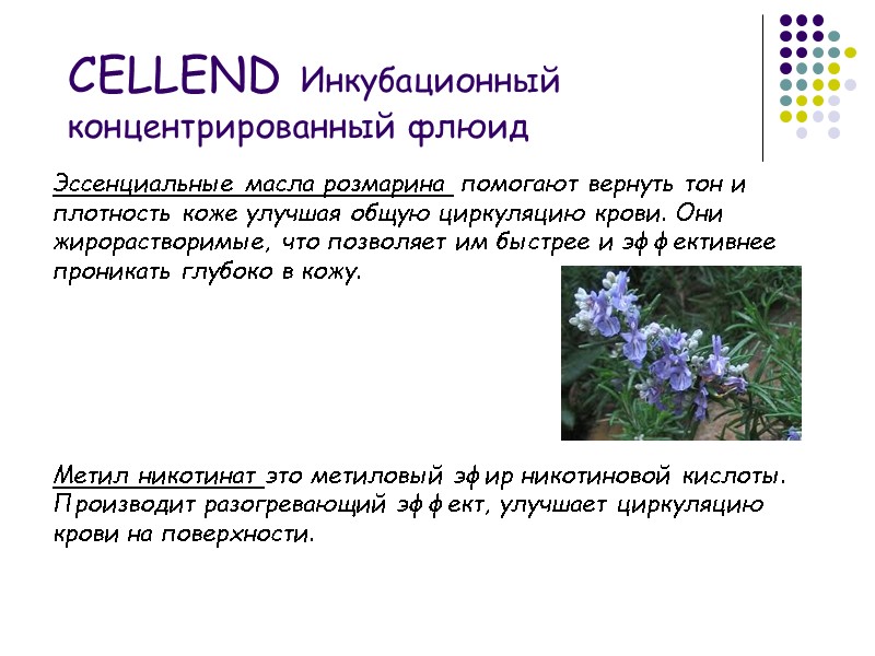 Эссенциальные масла розмарина  помогают вернуть тон и плотность коже улучшая общую циркуляцию крови.